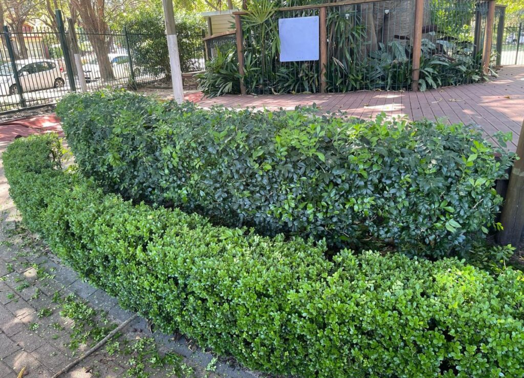 Hedge Trimming, Pruning and Garden Tidy .